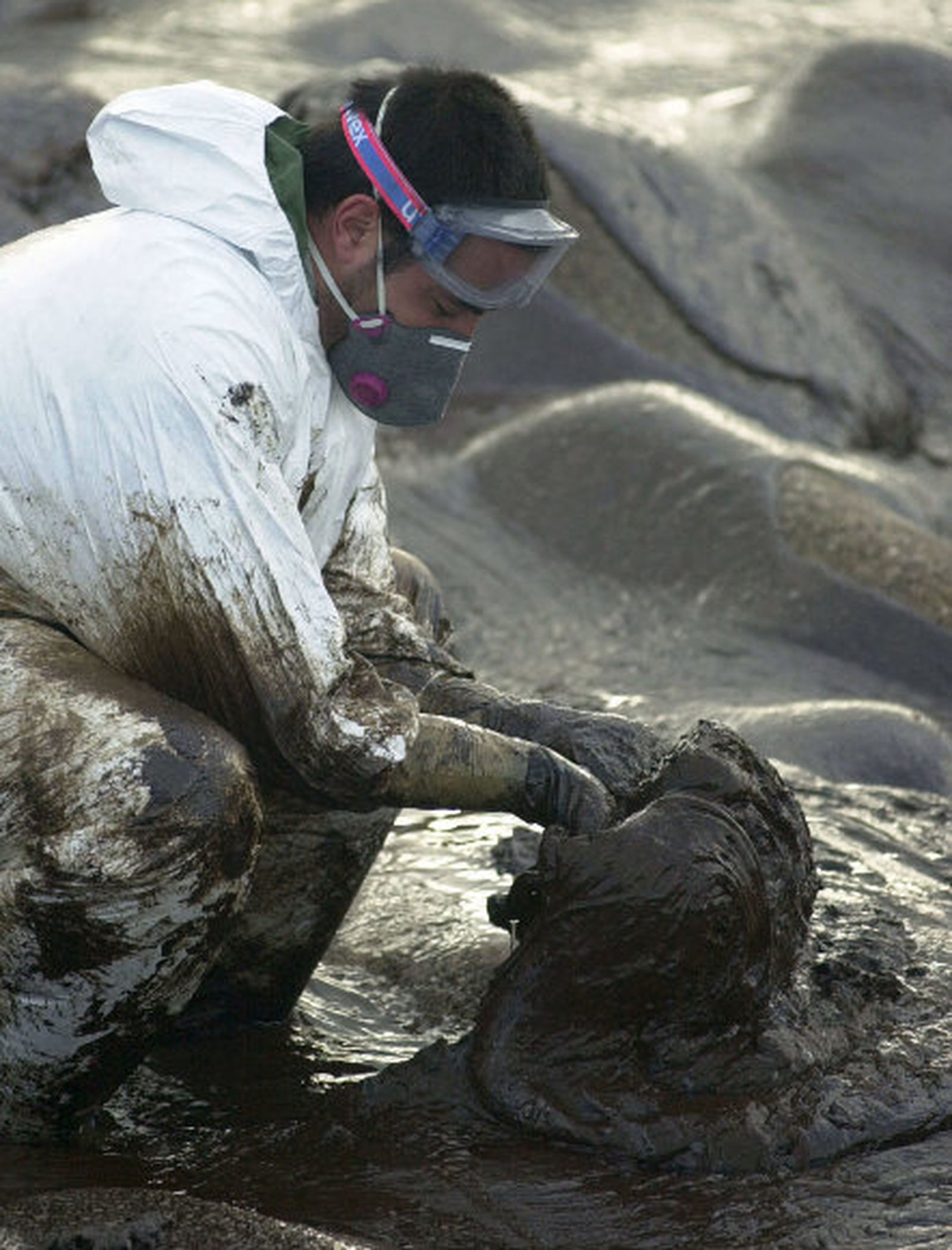 Descubren que la exposición al fuel del 'Prestige' provoca daños a corto plazo en el ADN