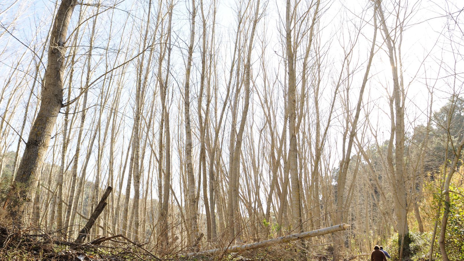 La flora cambiará a lo largo de la ruta.