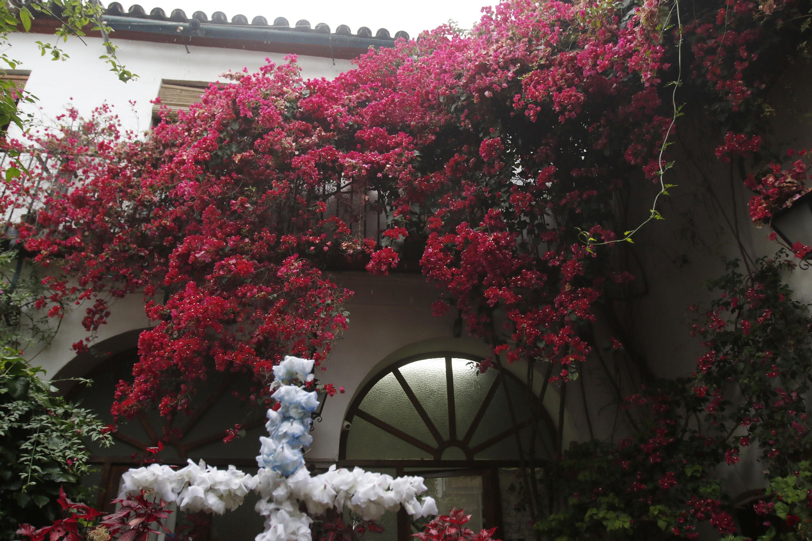 Las fotos de los Patios de Córdoba en tiempos de crisis: La Palma, 3