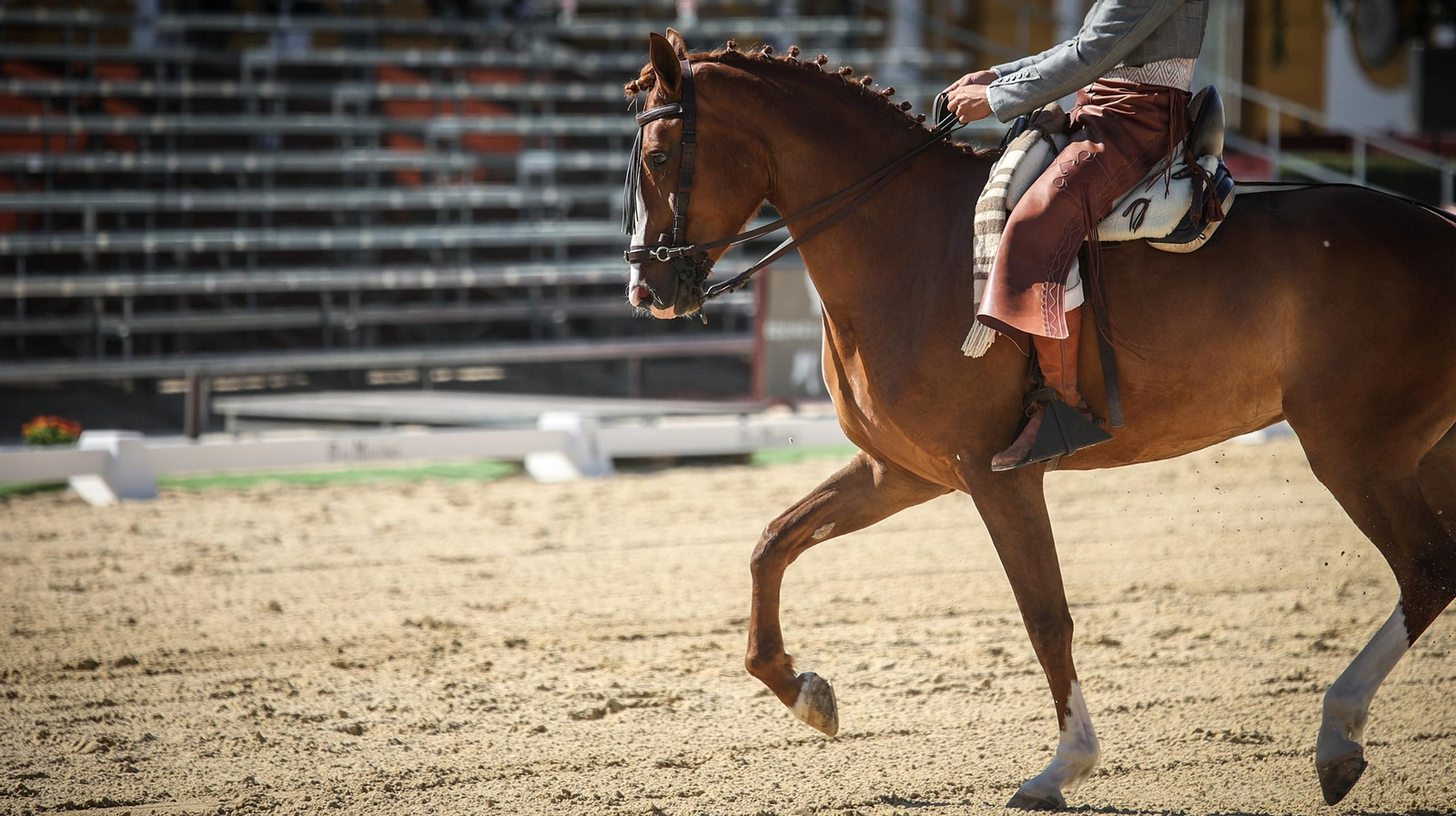 Imágenes de la XVI Copa de S.M. el Rey de Doma Vaquera