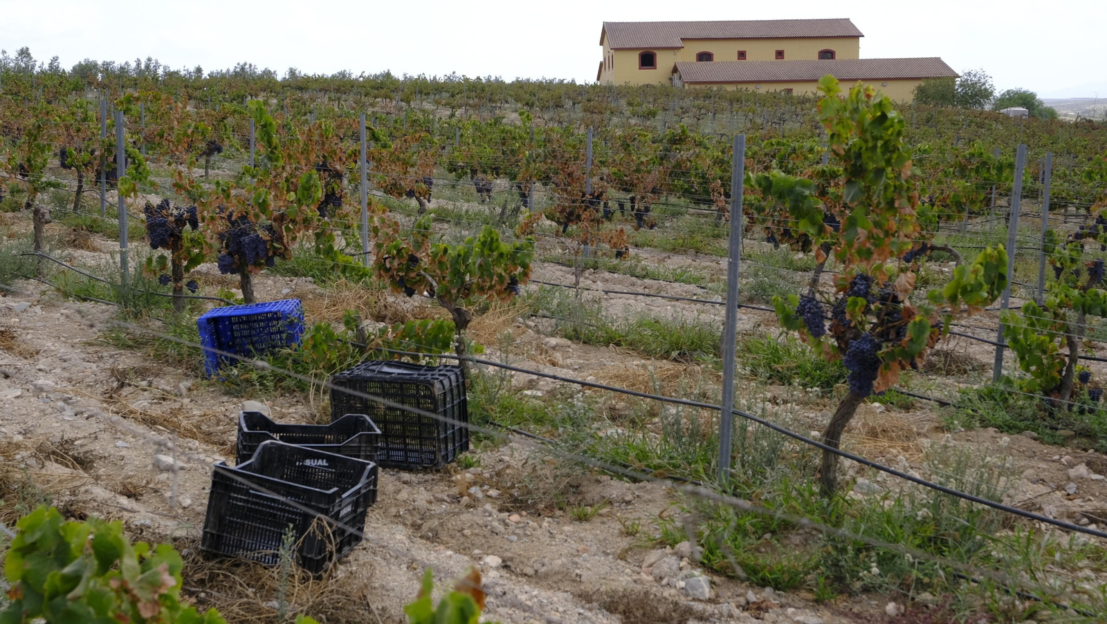 Llega la vendimia a las Bodegas Perfer, en Uleila del Campo