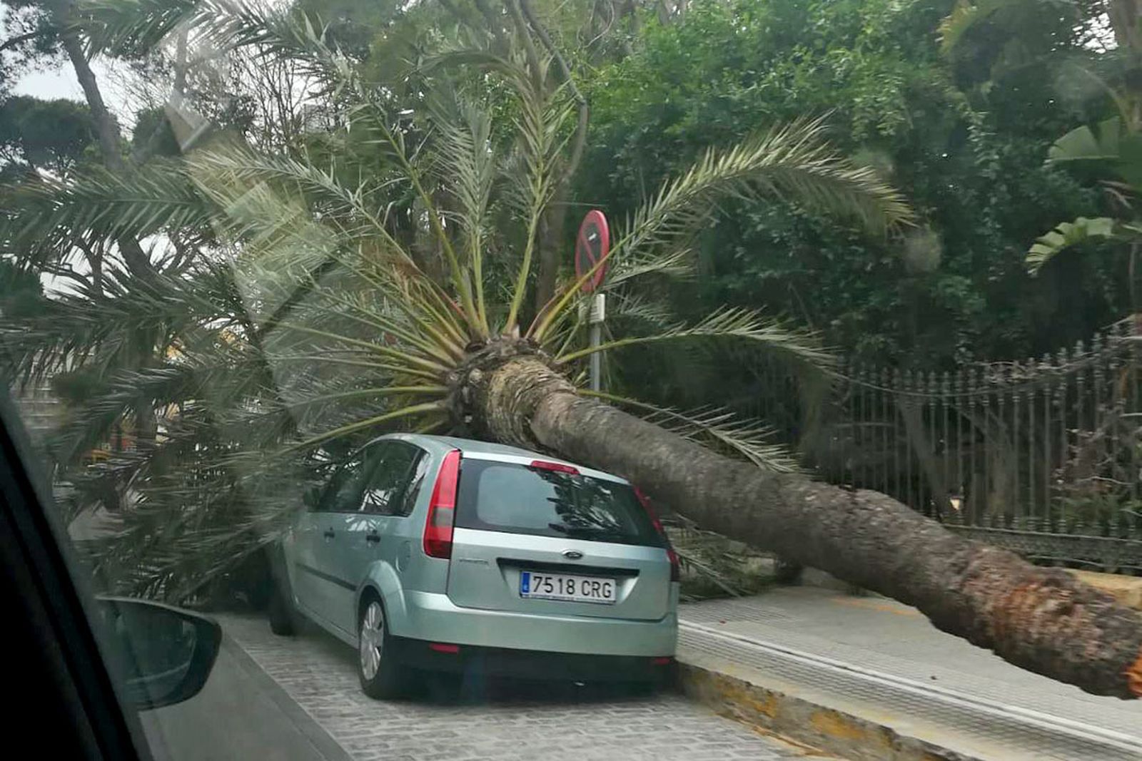 Estado en el que quedó el coche tras la caída de la palmera.