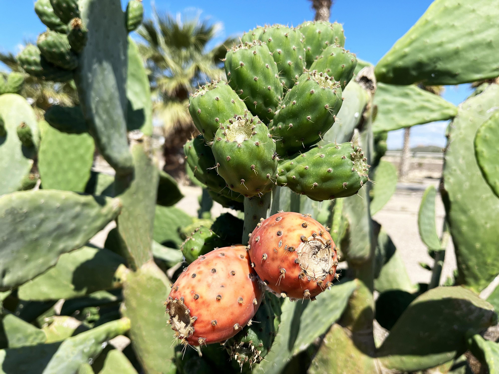 Finca de producción de chumbos, robustos y saludables, pertenecientes a la empresa almeriense Primaflor.