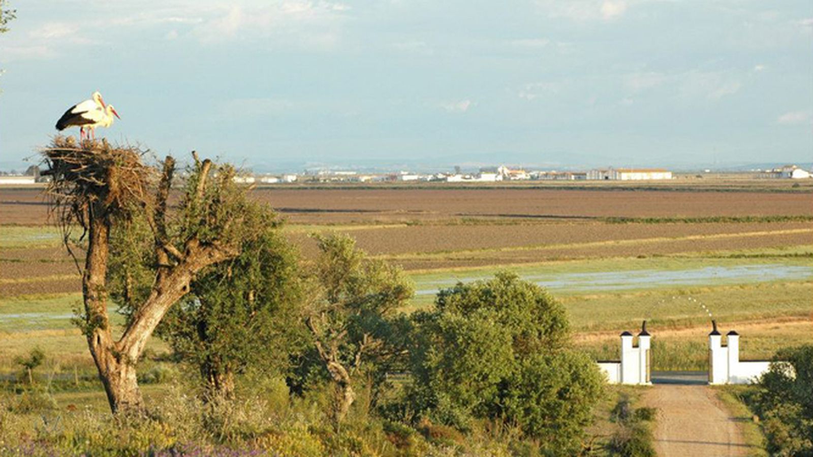 Año nuevo descubriendo Sevilla: un paraíso ornitológico en La Puebla