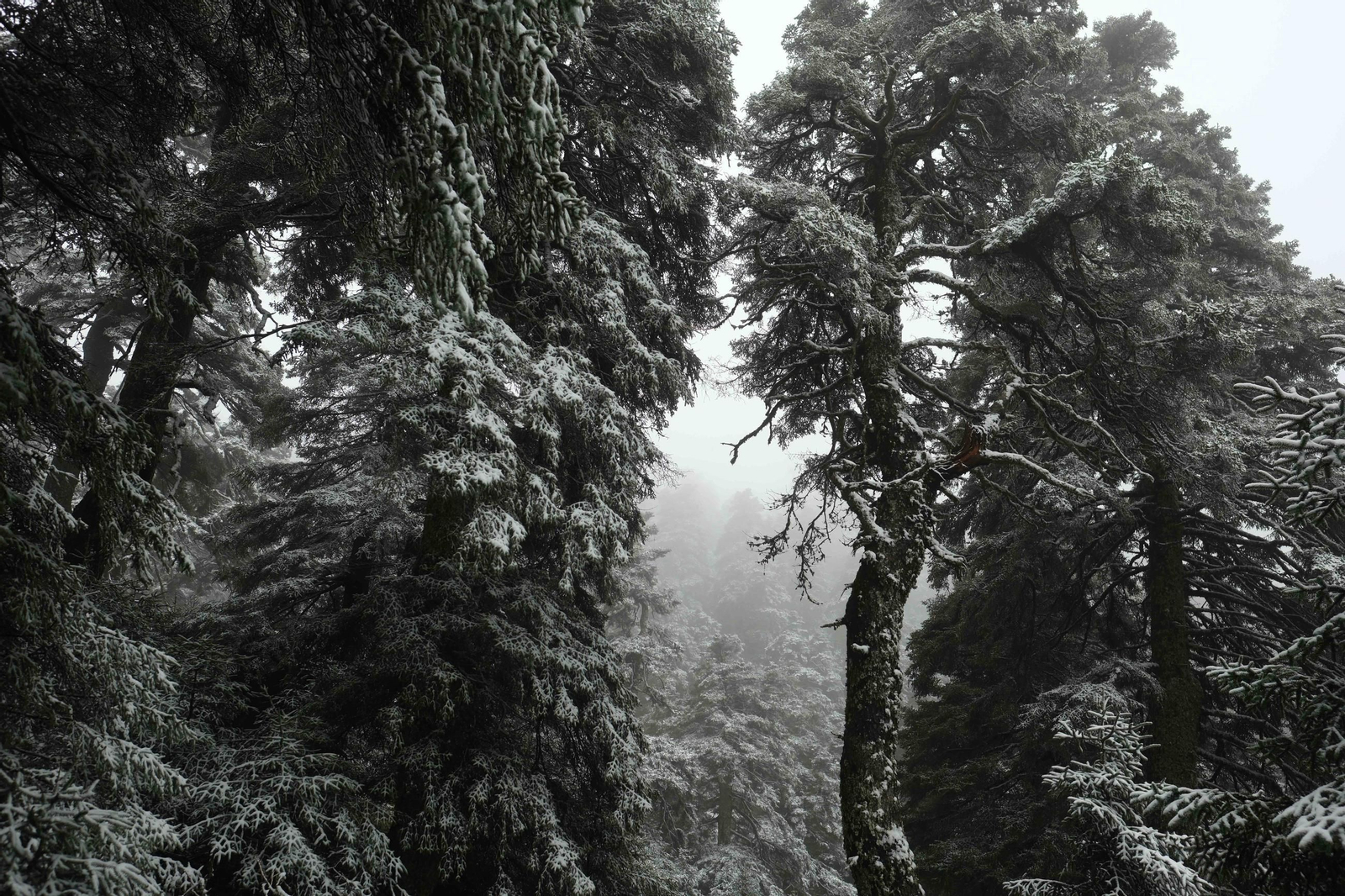 Estampa invernal en al Parque Nacional Sierra de las Nieves, en imágenes