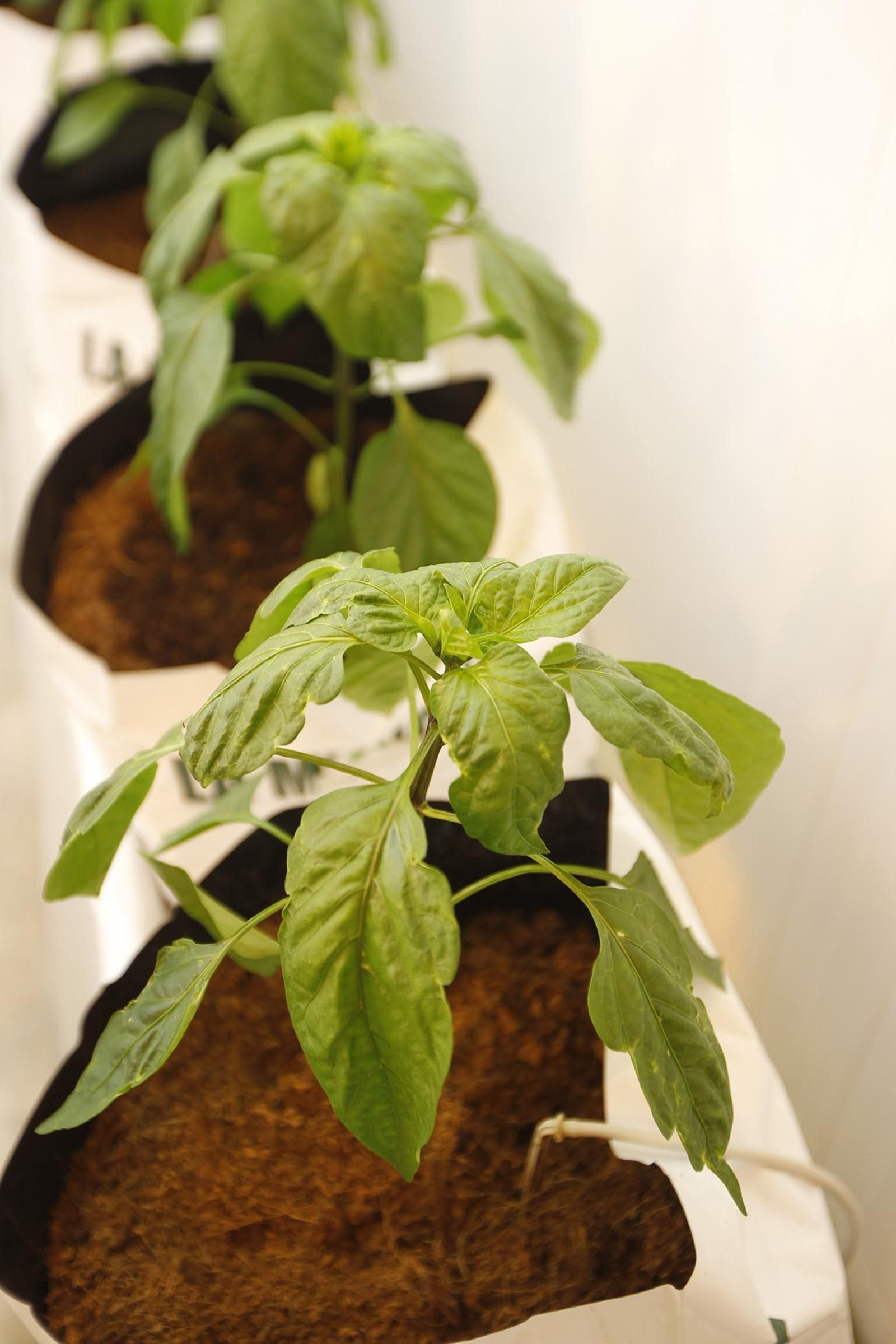 Fotogalería presentación resultados Bayer