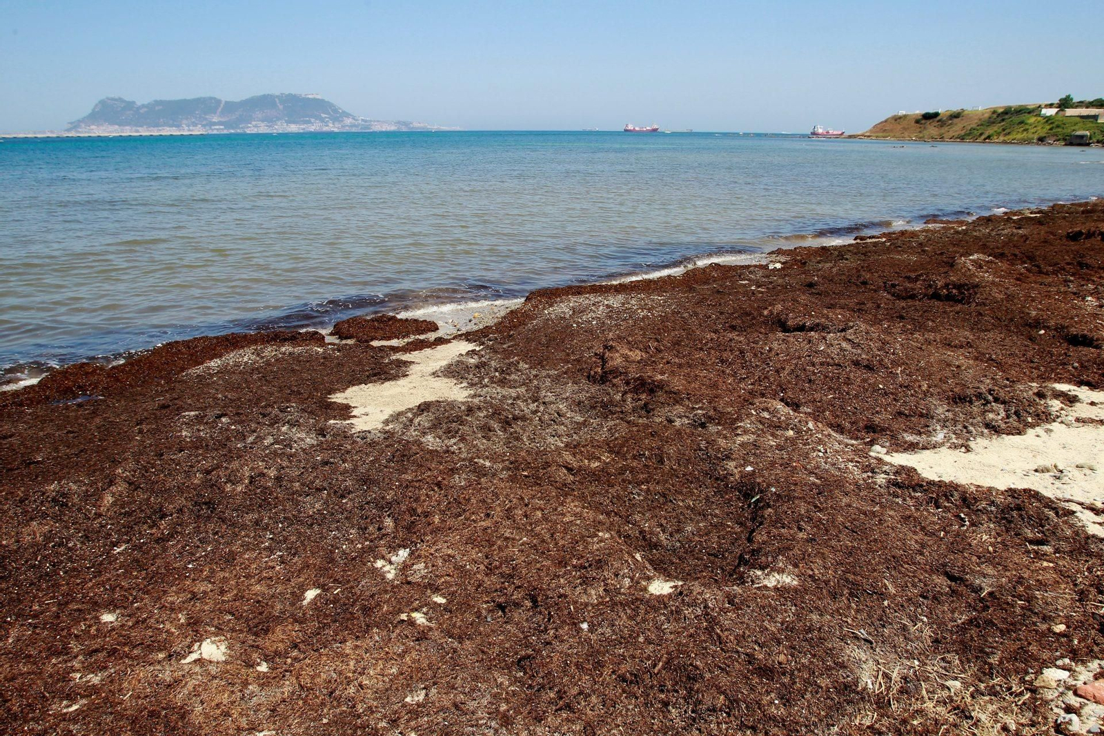 Alga asiática invasora en una playa de Andalucía.