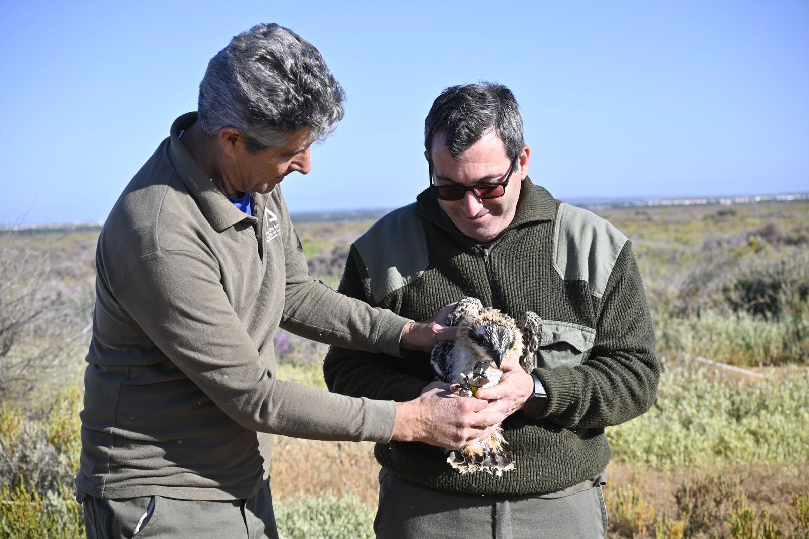 Anillamiento de tres pollos de águila pescadora nacidas en el Paraje Natural Marismas del Odiel