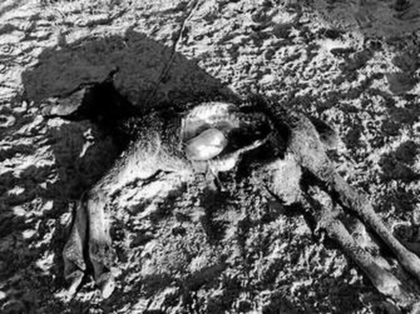 El cadáver del potro al que atacó la jauría.