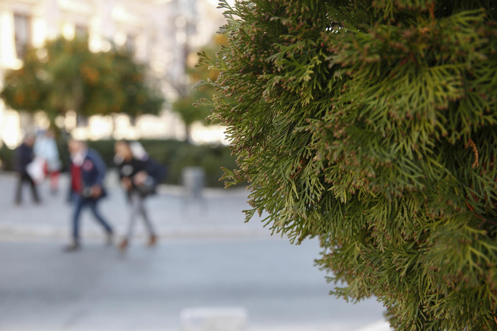 El ciprés y el tiempo primaveral