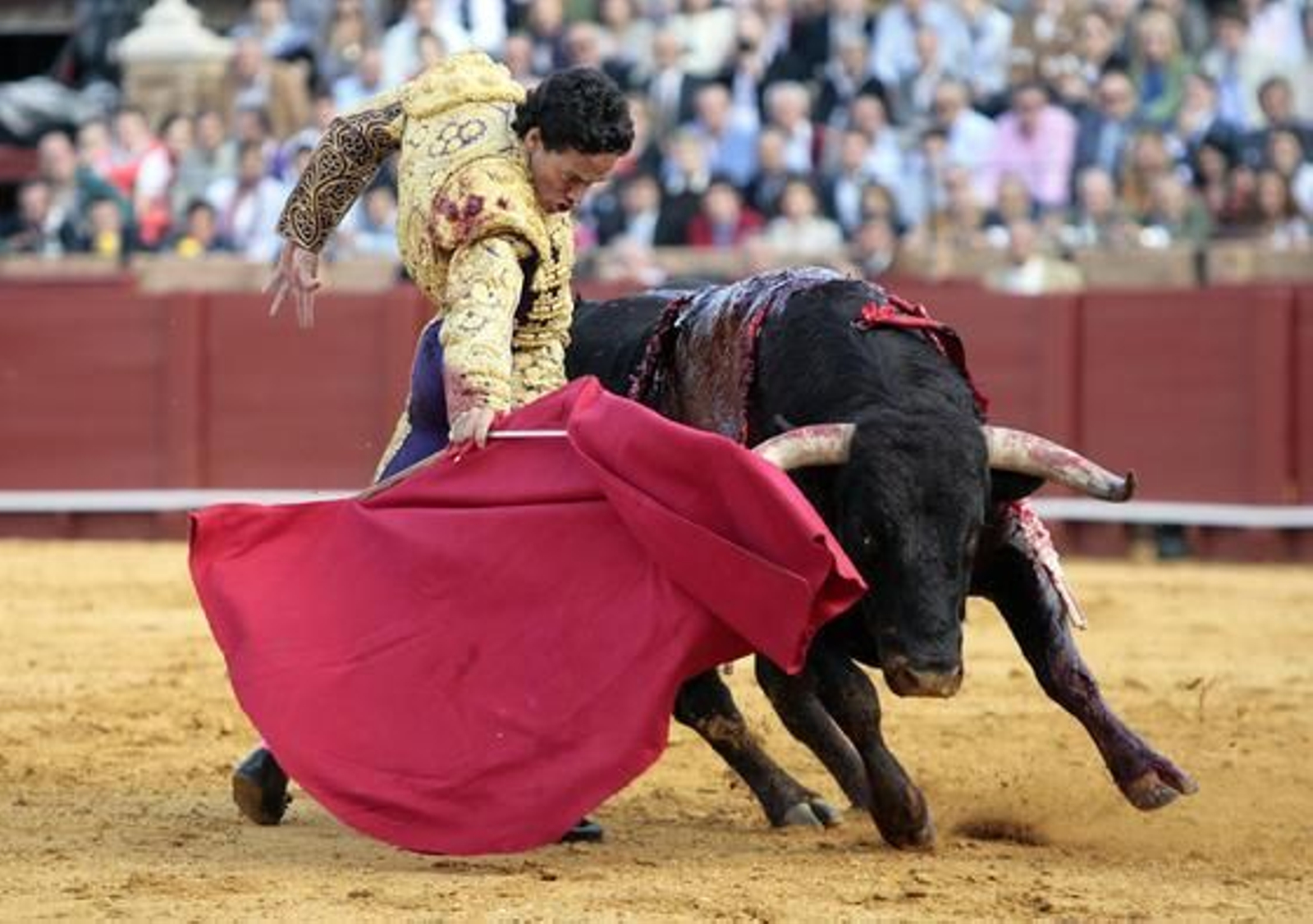 El diestro camero realzió una faena con trayectora en el quinto toro de la tarde.

Foto: Juan Carlos Muñoz