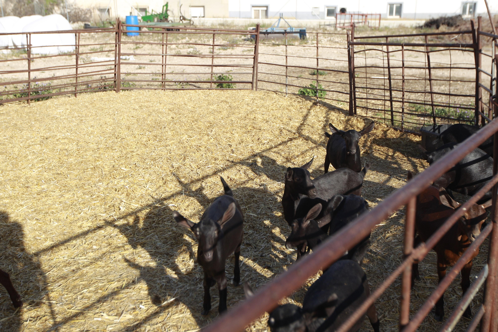 Cati Guirao, una ganadera hecha a sí misma, en imágenes