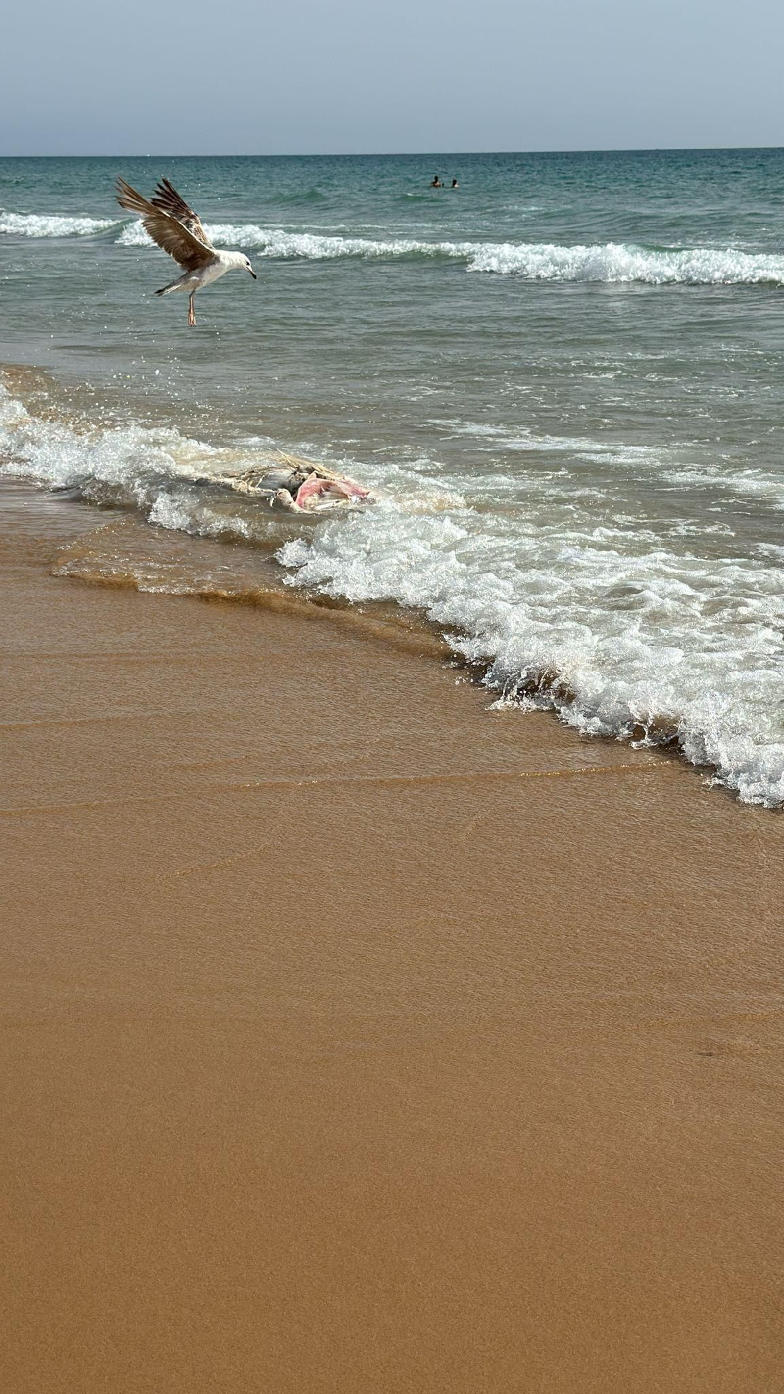 Una gaviota se lanza sobre el atún aparecido en la playa de la Victoria.