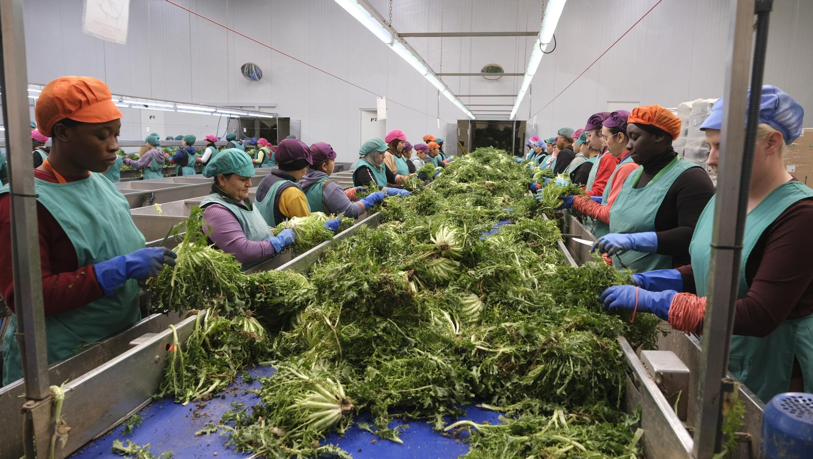 Desde Cuevas del Almanzora para el resto del mundo, las mejores escarolas con Cuadraspania, en imágenes
