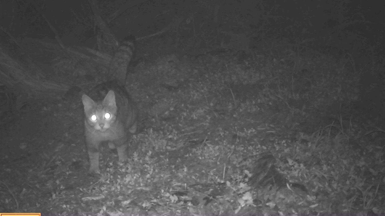 Un gato montés 'capturado' por las cámaras ocultas