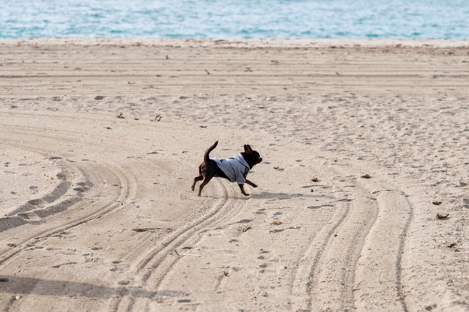 Un perro corre por la playa.