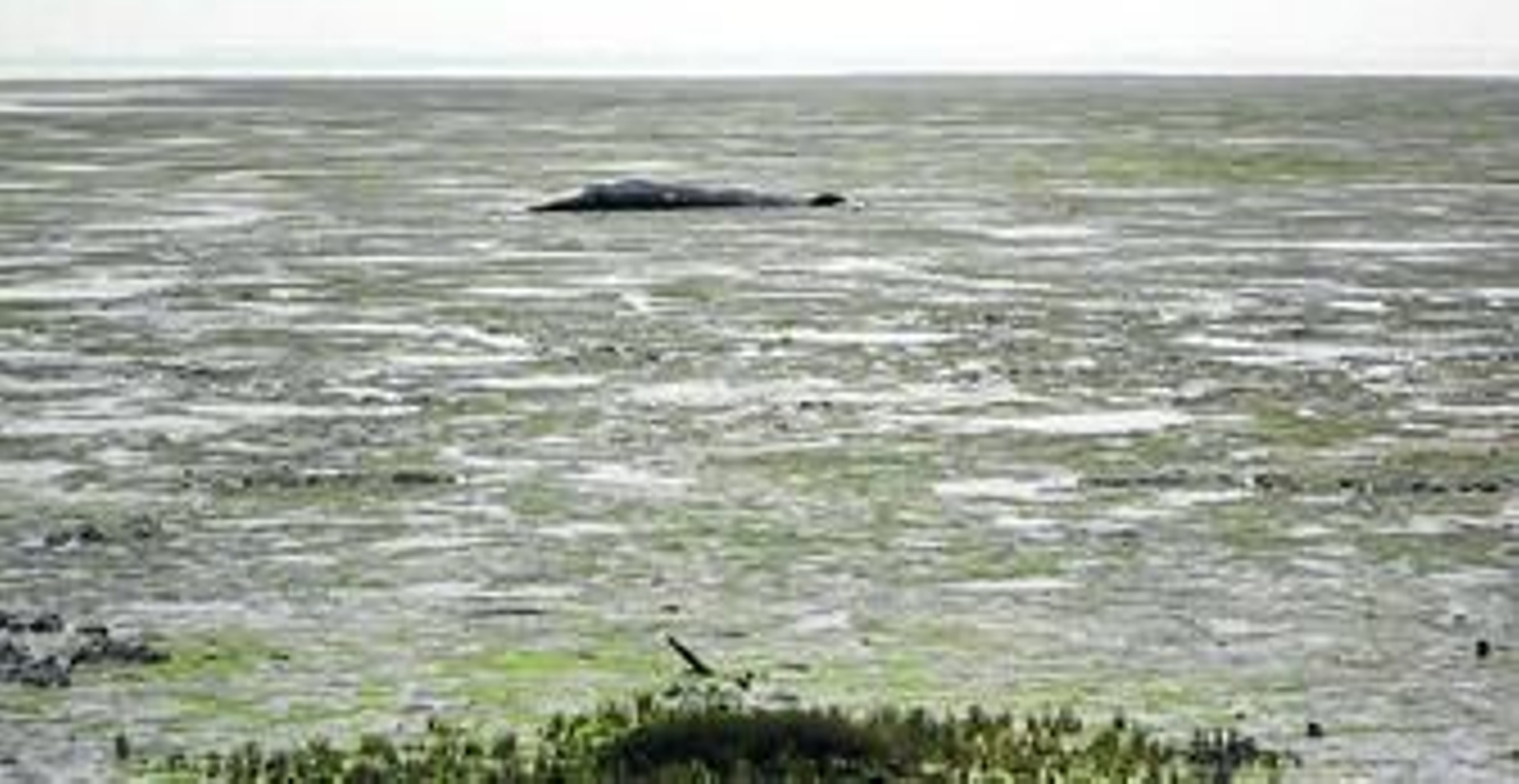 Imagen la de ballena varada en aguas de la Bahía.