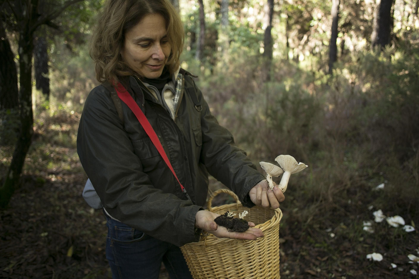 La Serranía de Ronda, joya de la micología