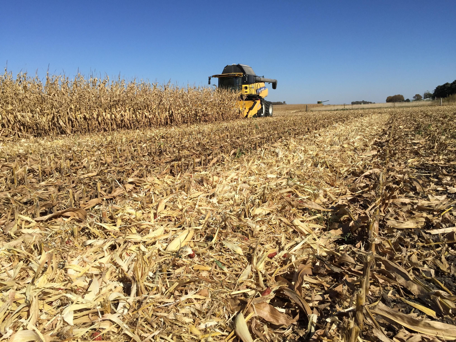 Restos de una plantación de maíz para ser recogidos y utilizados en una planta de biomasa.