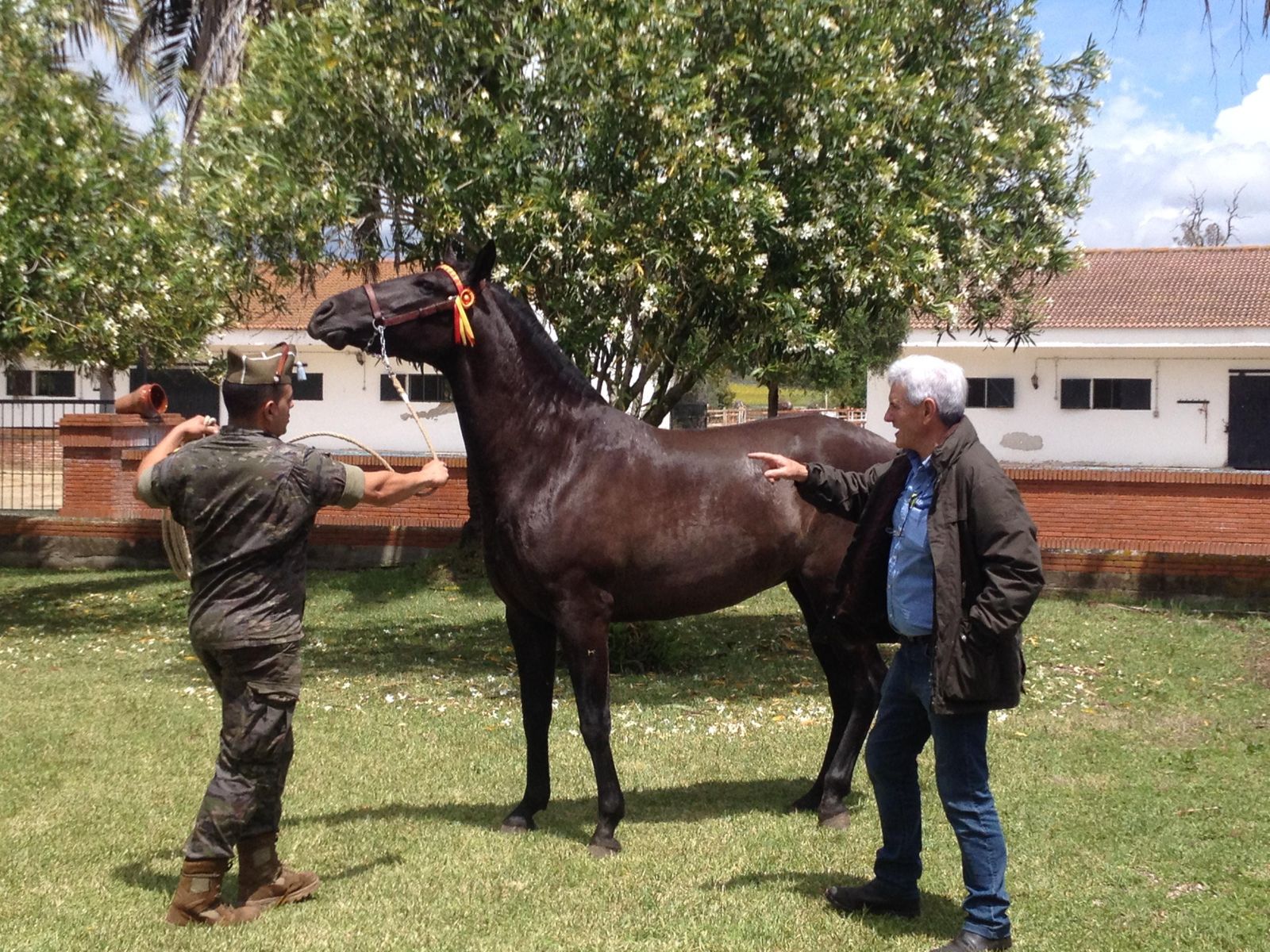 Yeguada Militar adjudica en Jerez 39 caballos por 120.000 euros