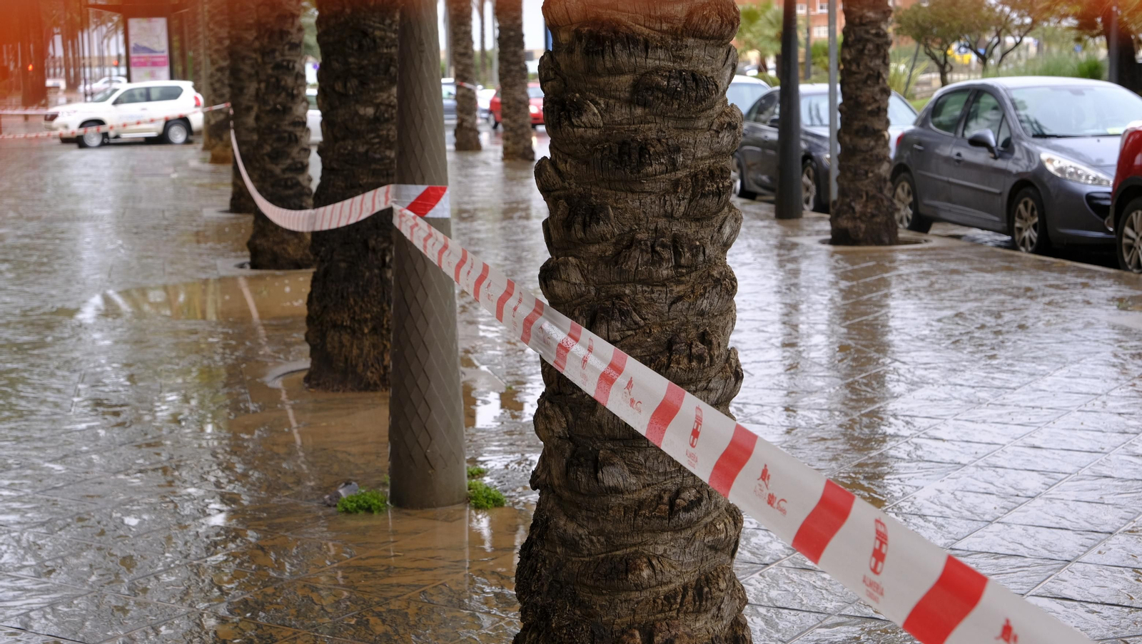 Imágenes de la acotación de palmeras. Almería