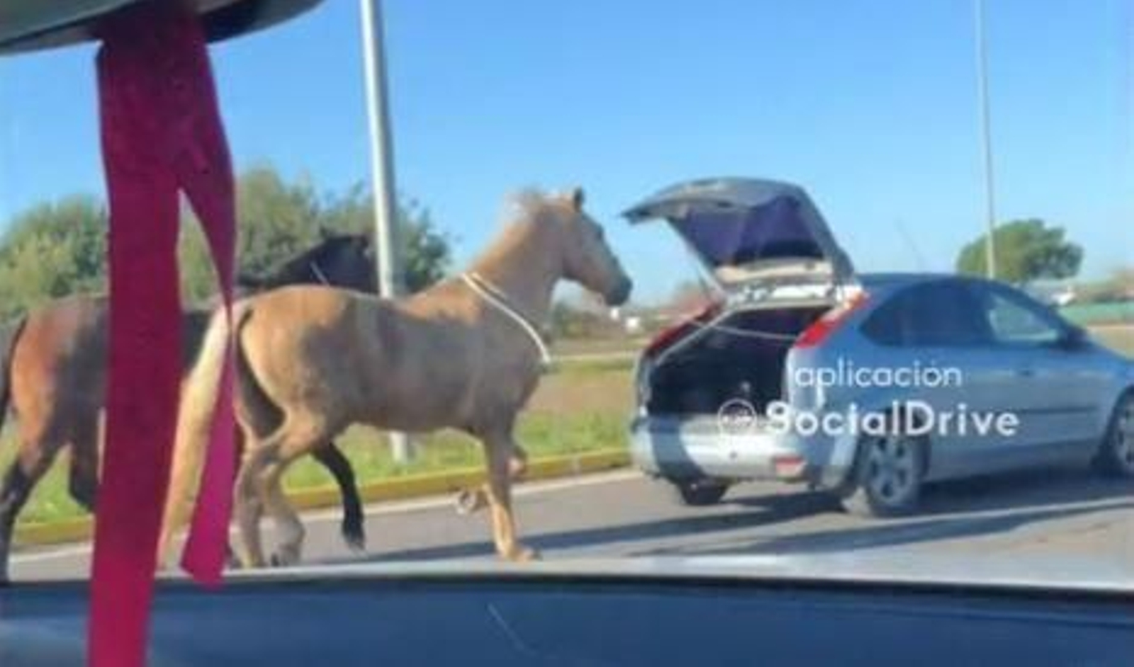 Los caballos, amarrados al coche. Los caballos, amarrados al coche.