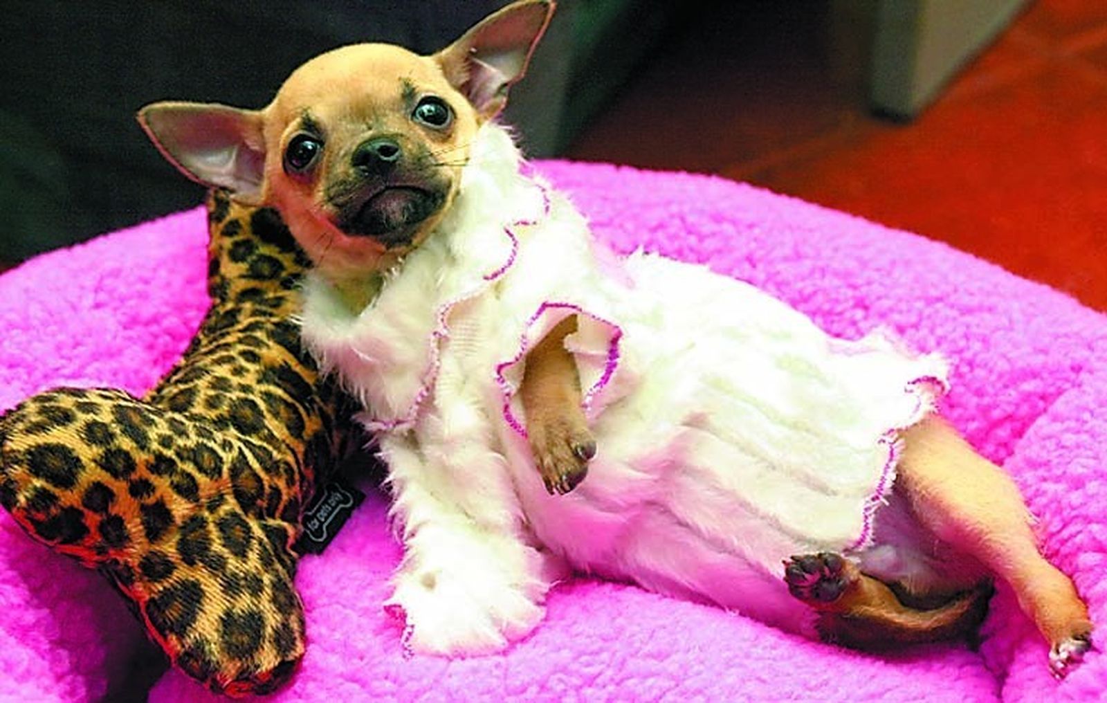 Aprovechar el confinamiento para poner a punto a su mascota, entre los consejos para cuidar a la vez que divertirse con su mascota.