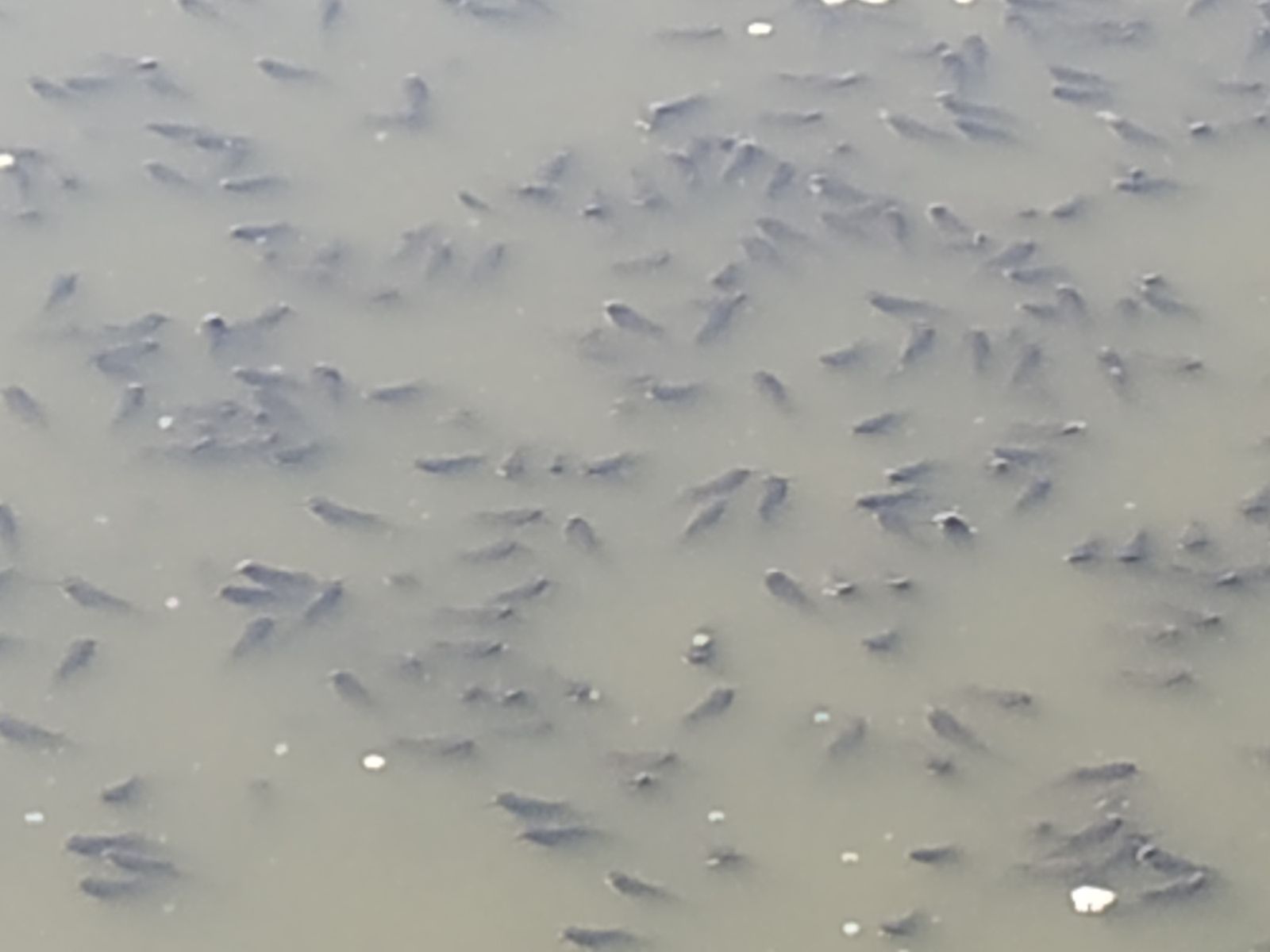 La Laguna de la Mejorada se seca