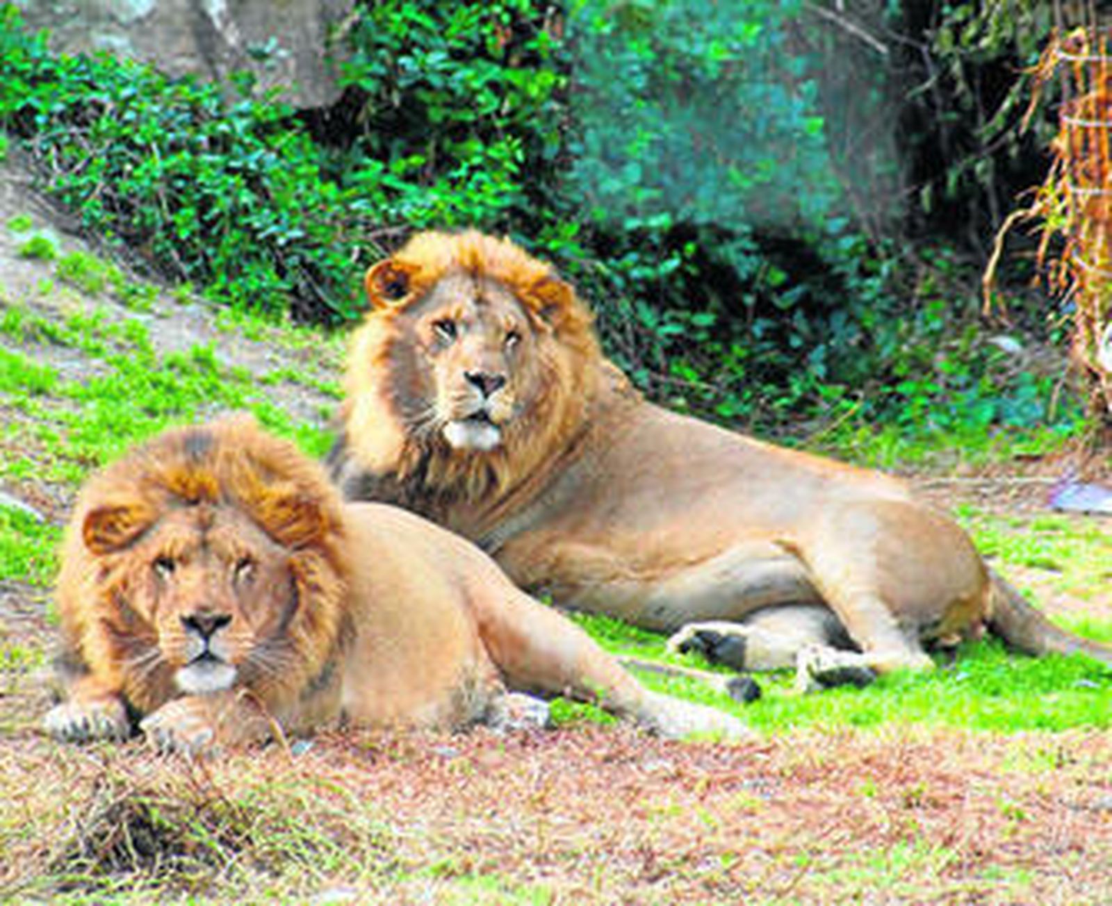 Los leones son uno de los numerosos atractivos que presenta Selwo Aventura.