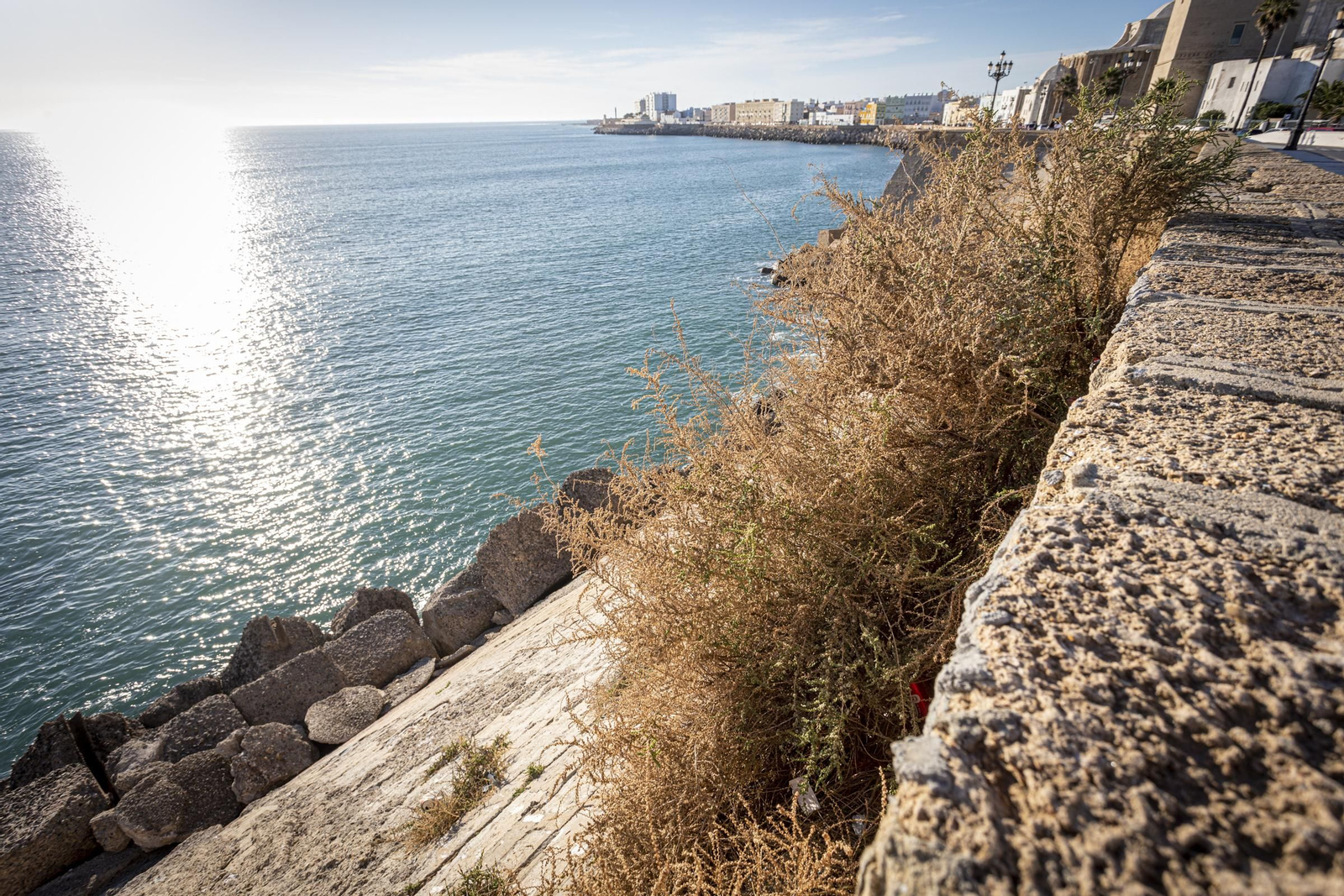 Imágenes del mal estado de la muralla del Campo del Sur