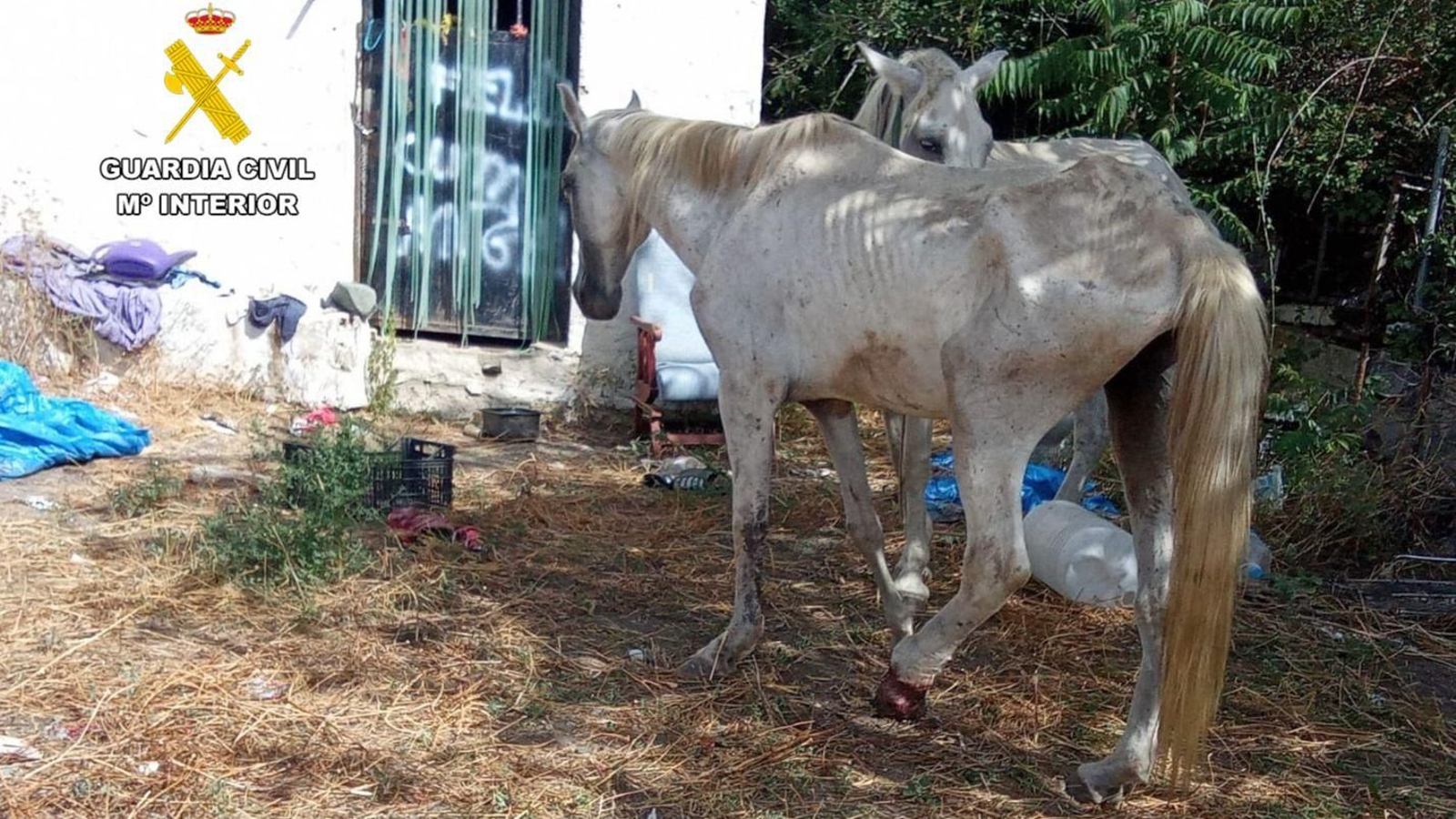 El caballo y la yegua maltratados en Cádiar