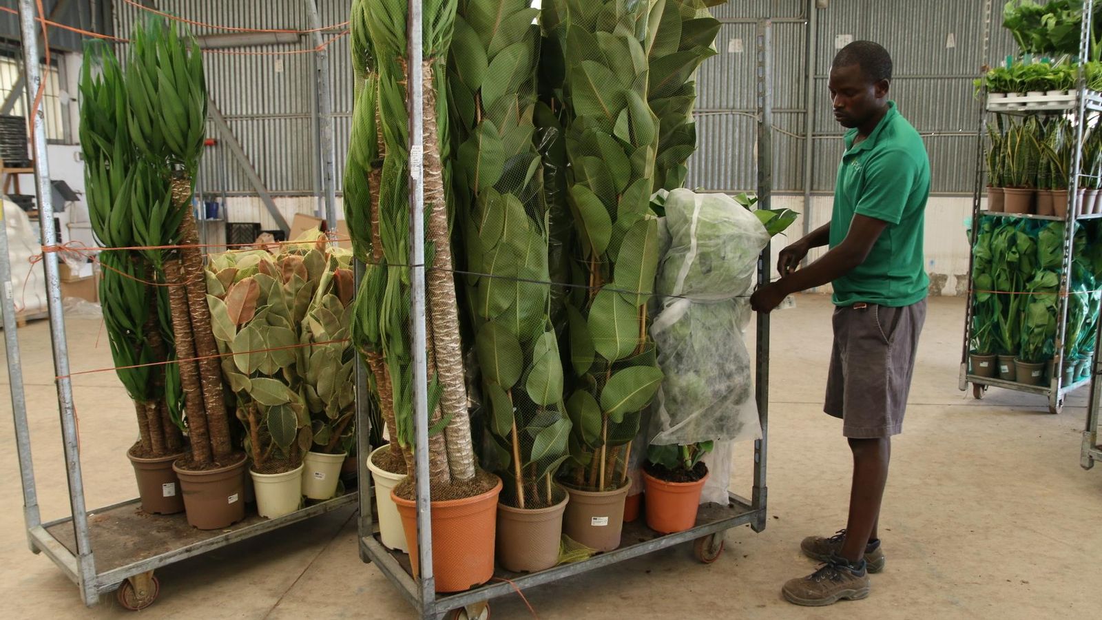 Un trabajador de POM mueve unos carros cargados de plantas ornamentales.