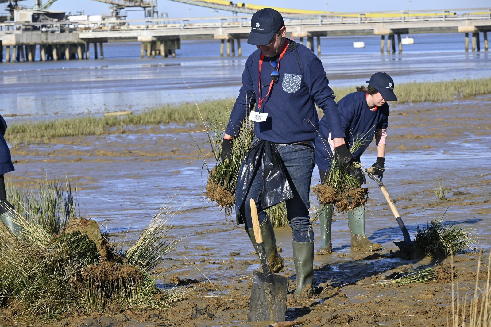 Plantación de la especie autóctona Espartina Marítima en imágenes