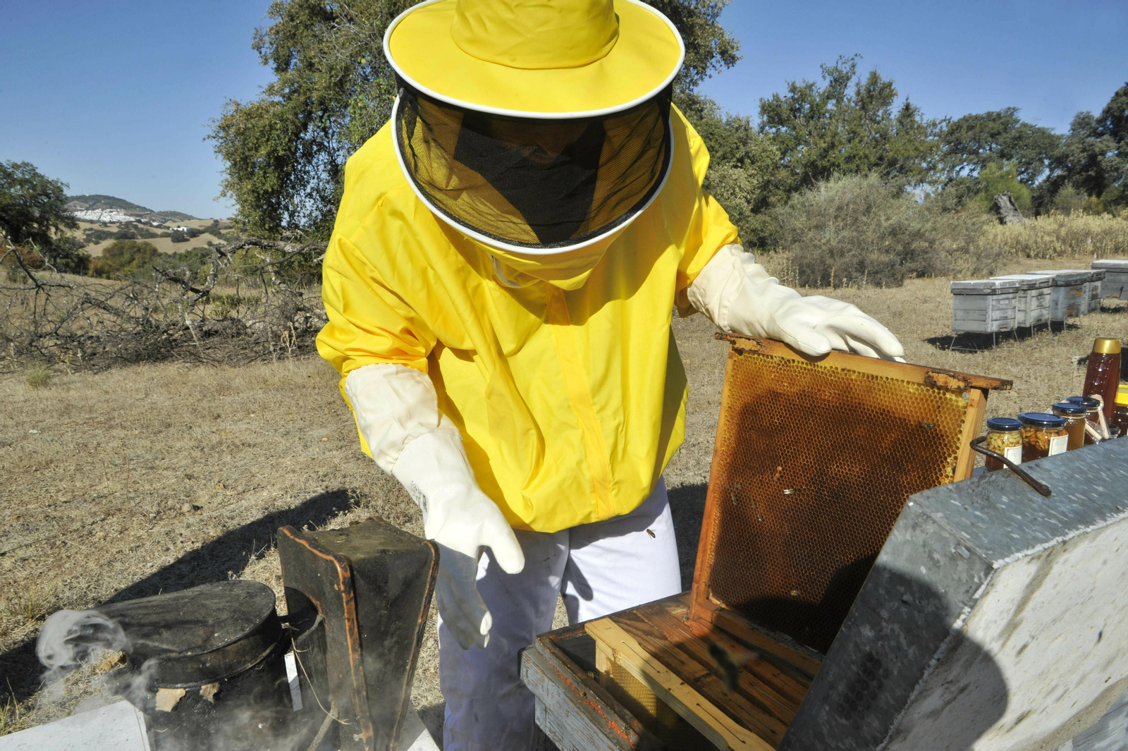 Industria apícola en la provincia