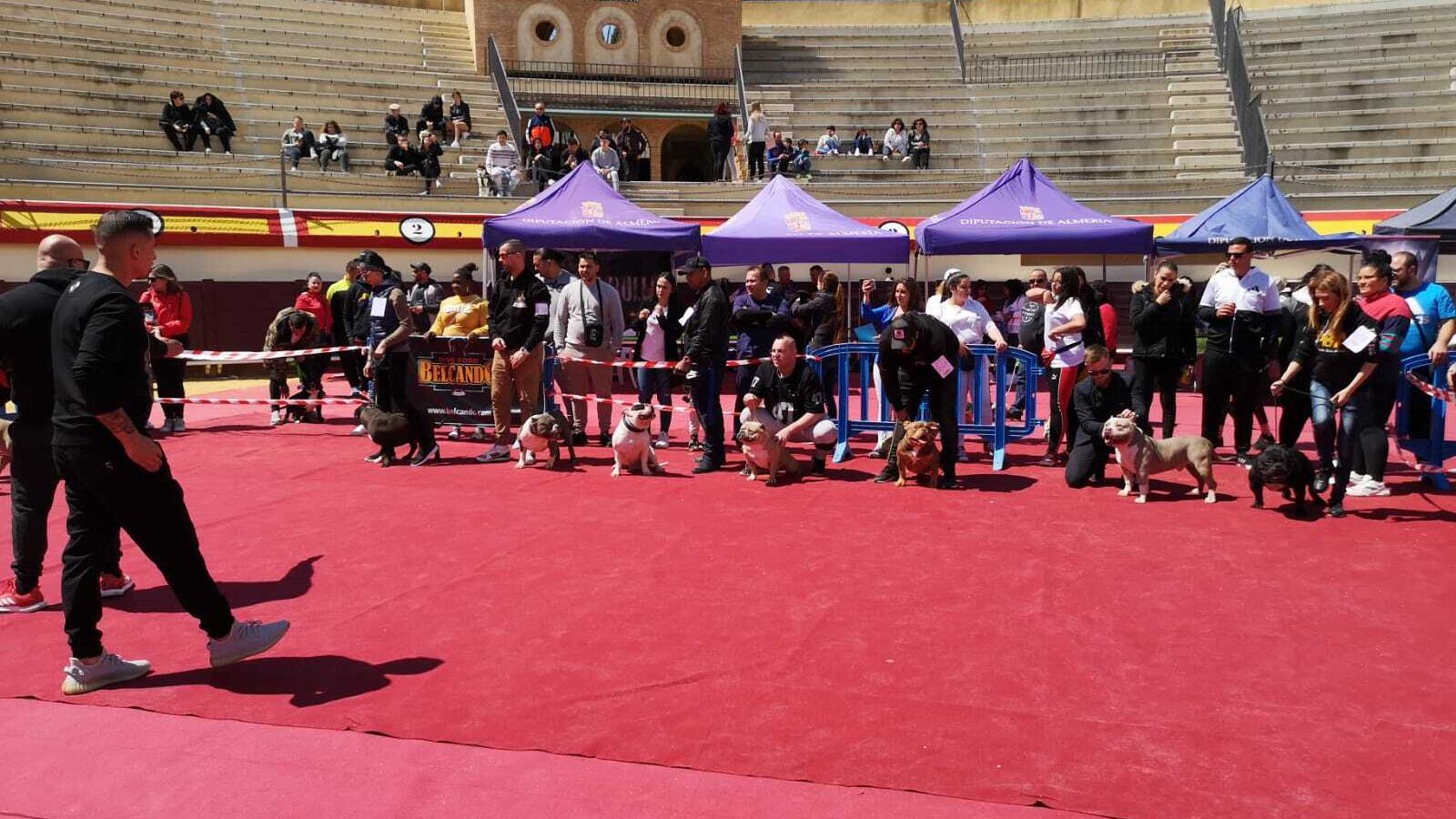 La Asociación Canófila Española organiza concursos de belleza canina durante todo el año.