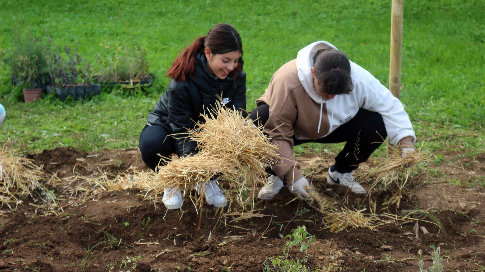Dos alumnas protegen con paja los plantones ya sembrados