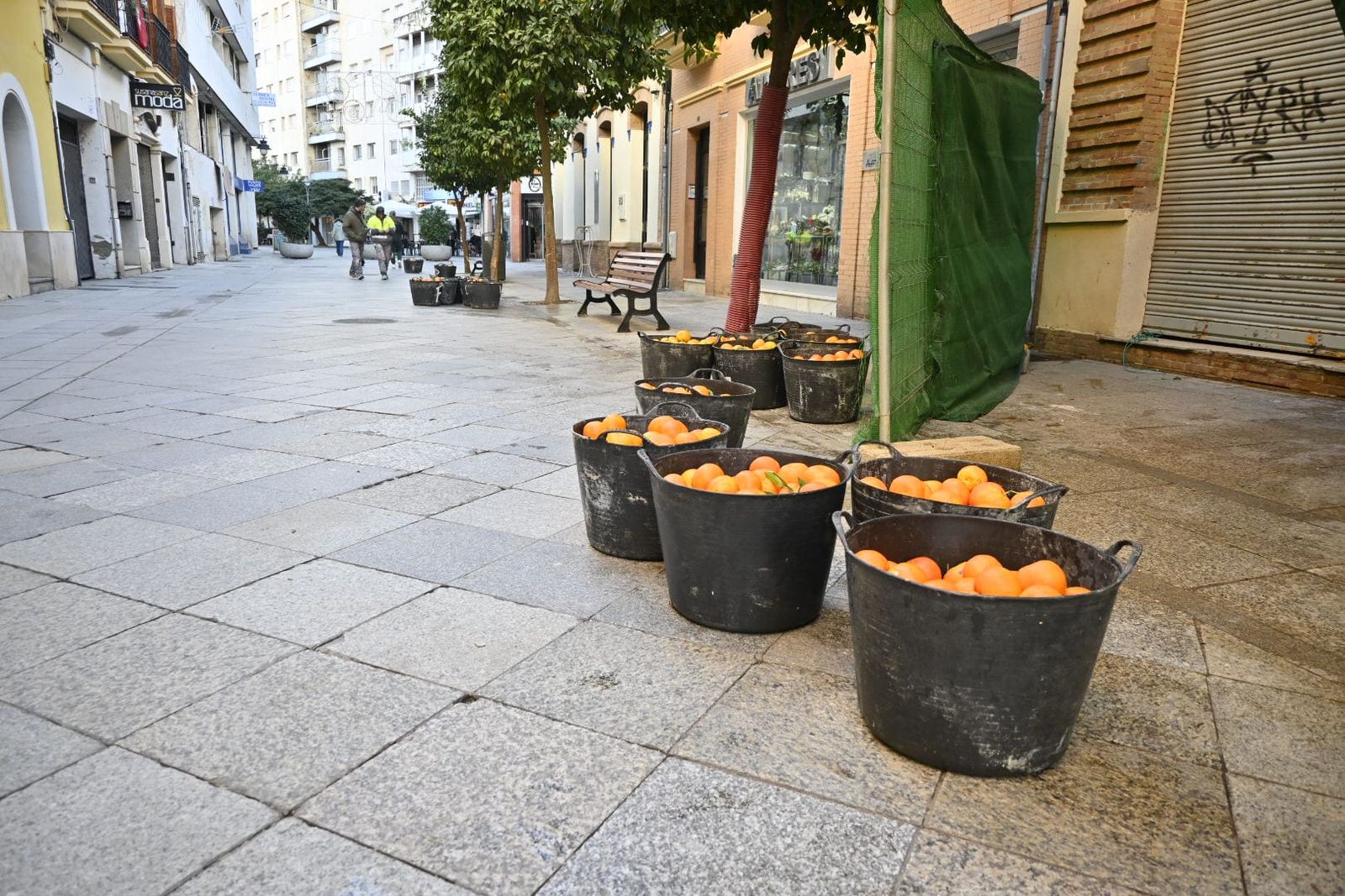 Varios cubos de naranjas amargas recogidas en la calle Berdigón de Huelva este lunes.