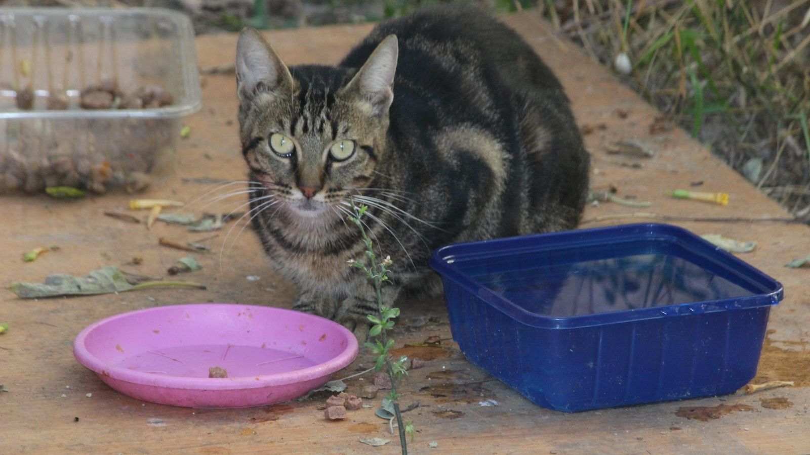 Gato de una de las colonias de la Villa