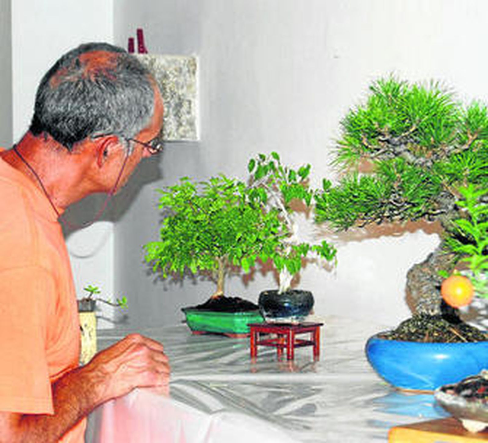 Los jardines chinos vuelven a la VI Muestra de Bonsáis