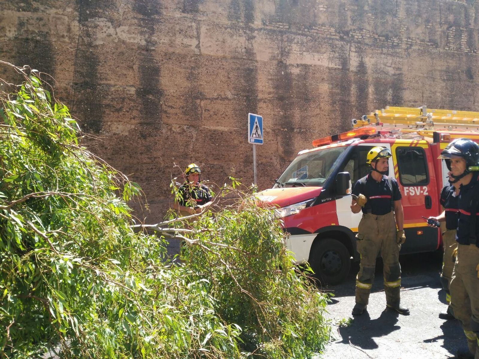 Sobre los árboles y  las caídas de las ramas