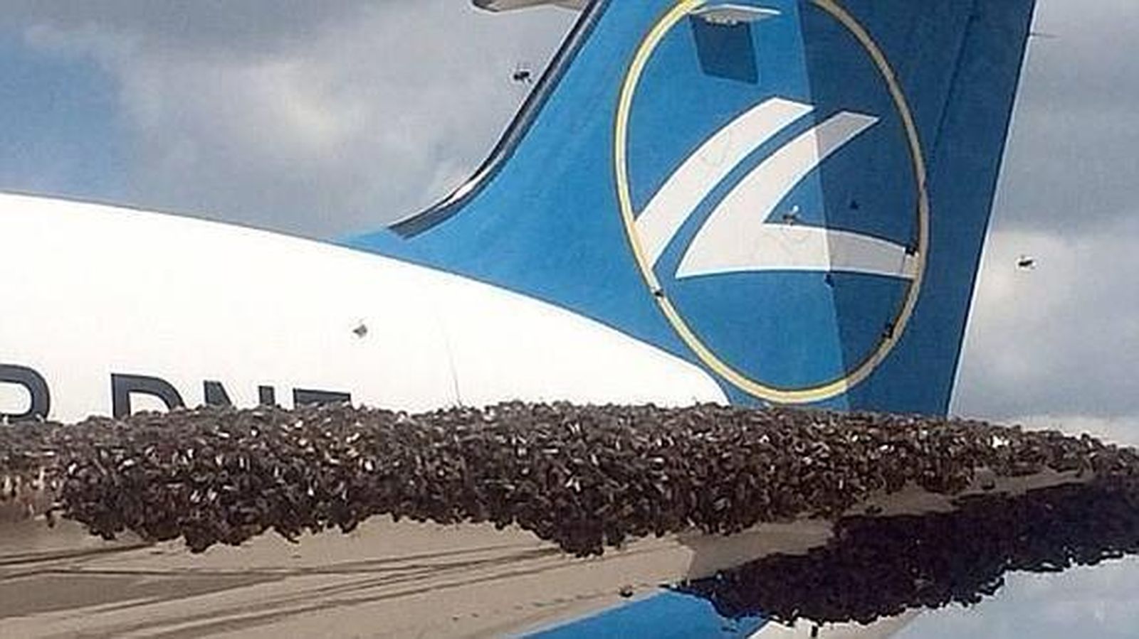 Un caso de invasión de abejas que provocó el pánico en un vuelo ruso