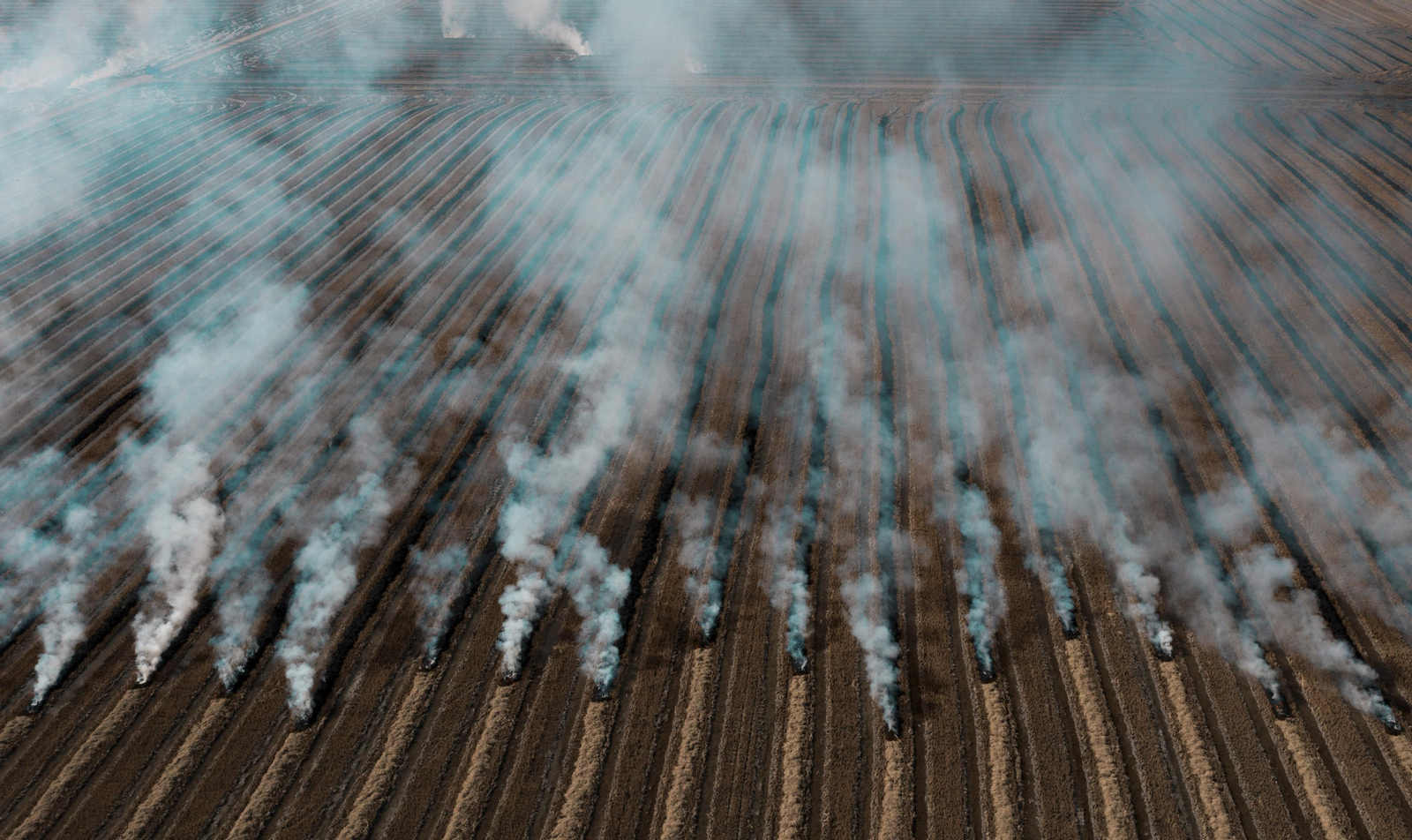Labores después de la cosecha en las tablas de arroz de las Marismas del Guadalquivir