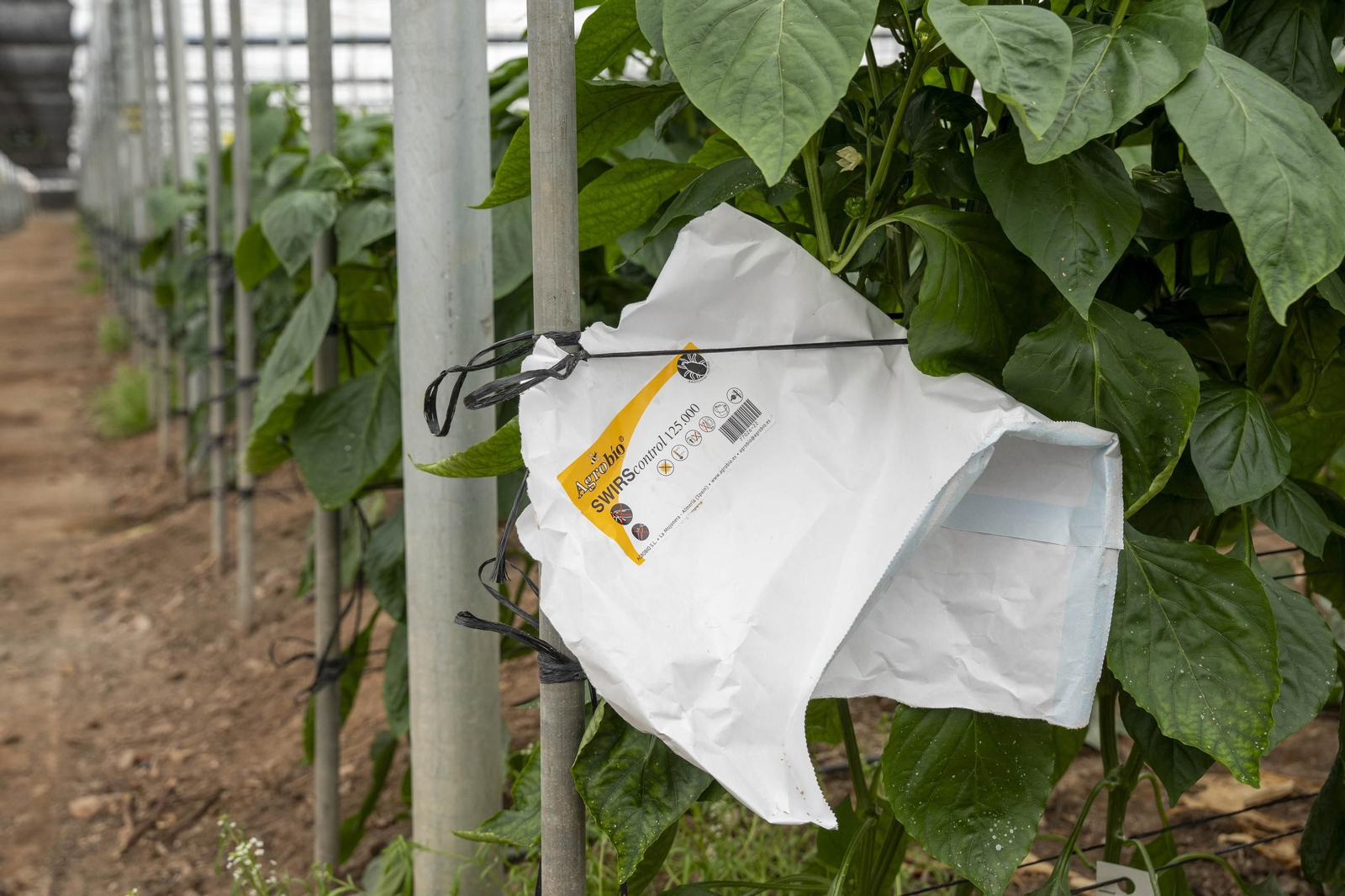 Las imágenes de la suelta de bichos depredadores para la lucha biológica en invernadero por Agrobio