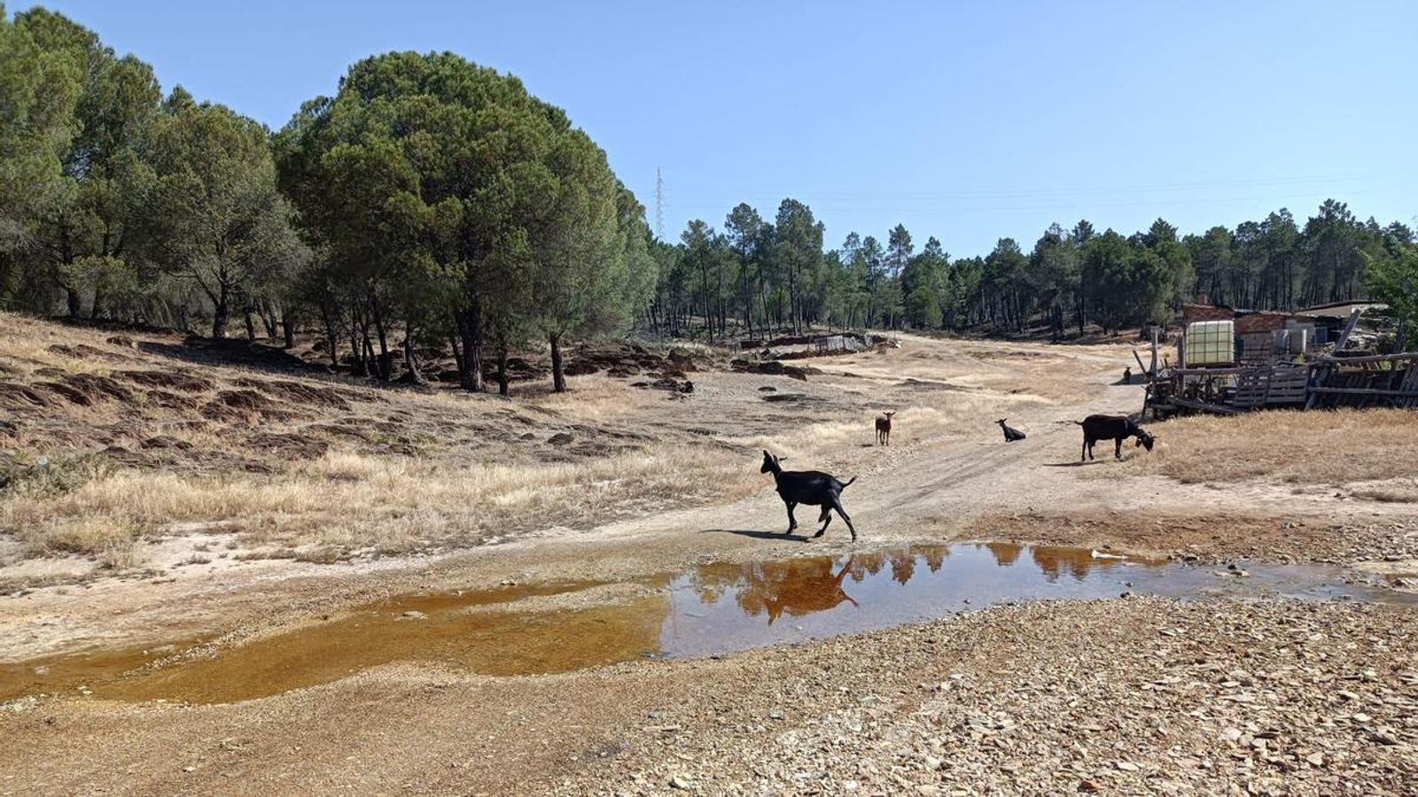 Por Los Huertecillos, a la salida de Nerva, veremos muchos arroyuelos y ganado caprino.