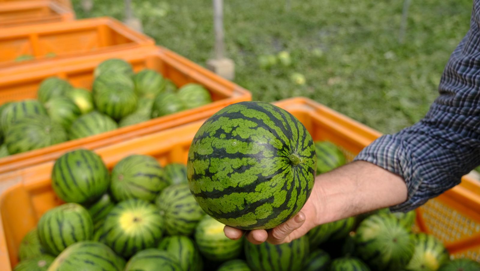 Imágenes de las primeras sandías que salen de Almería esta campaña