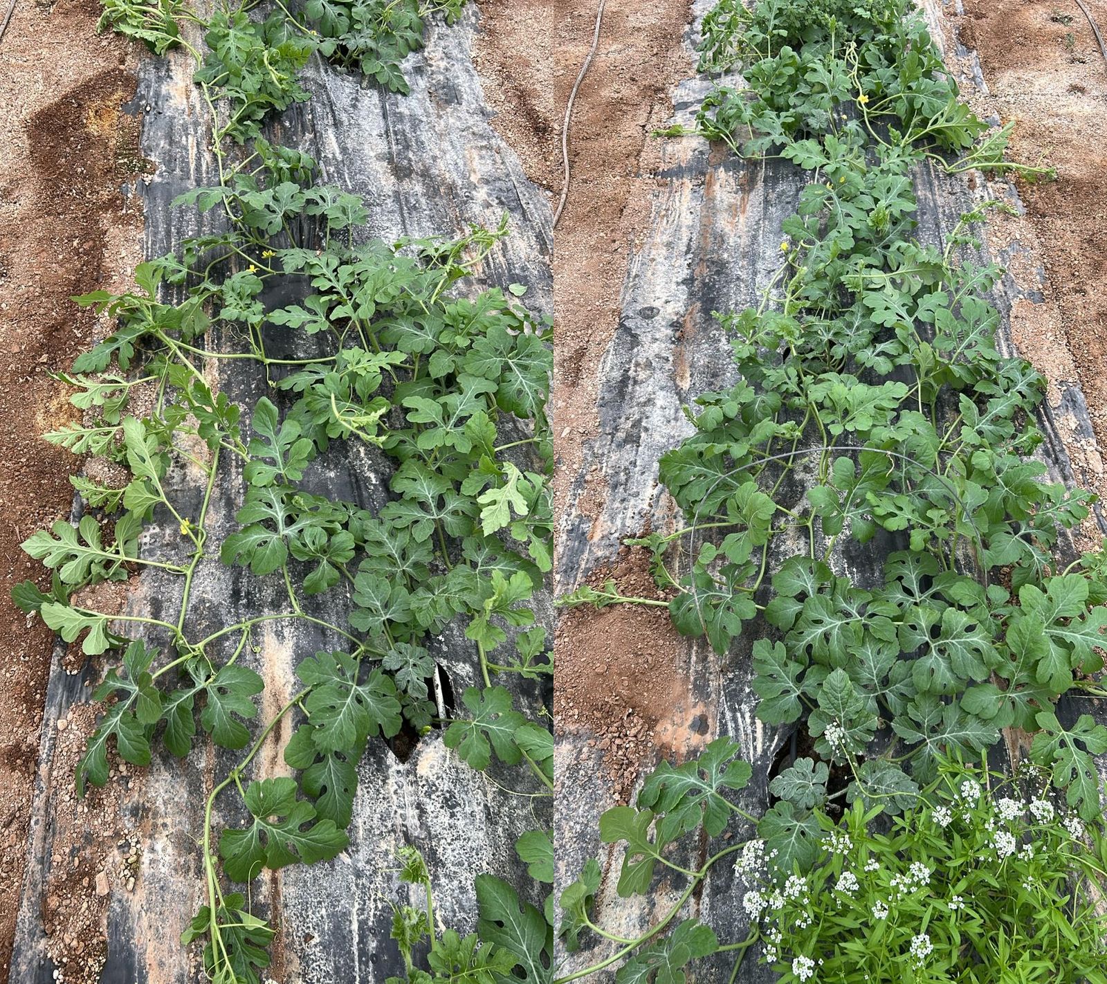 Los primeros cultivos de sandía están presentando dificultades de cuaje por las condiciones climáticas.