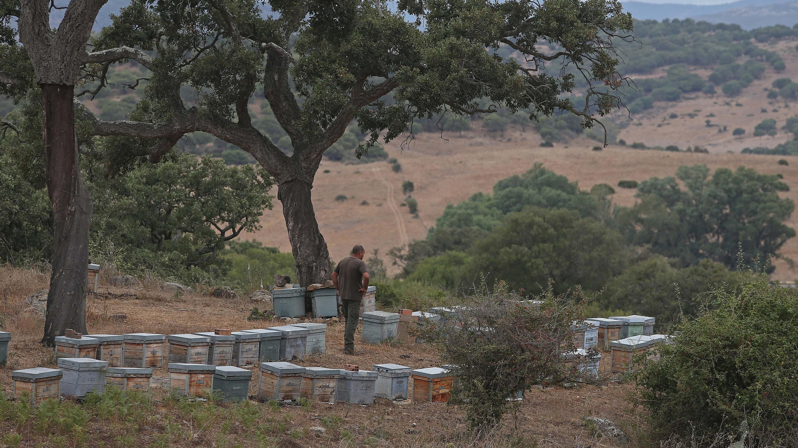 El arte de la apicultura en Los Barrios