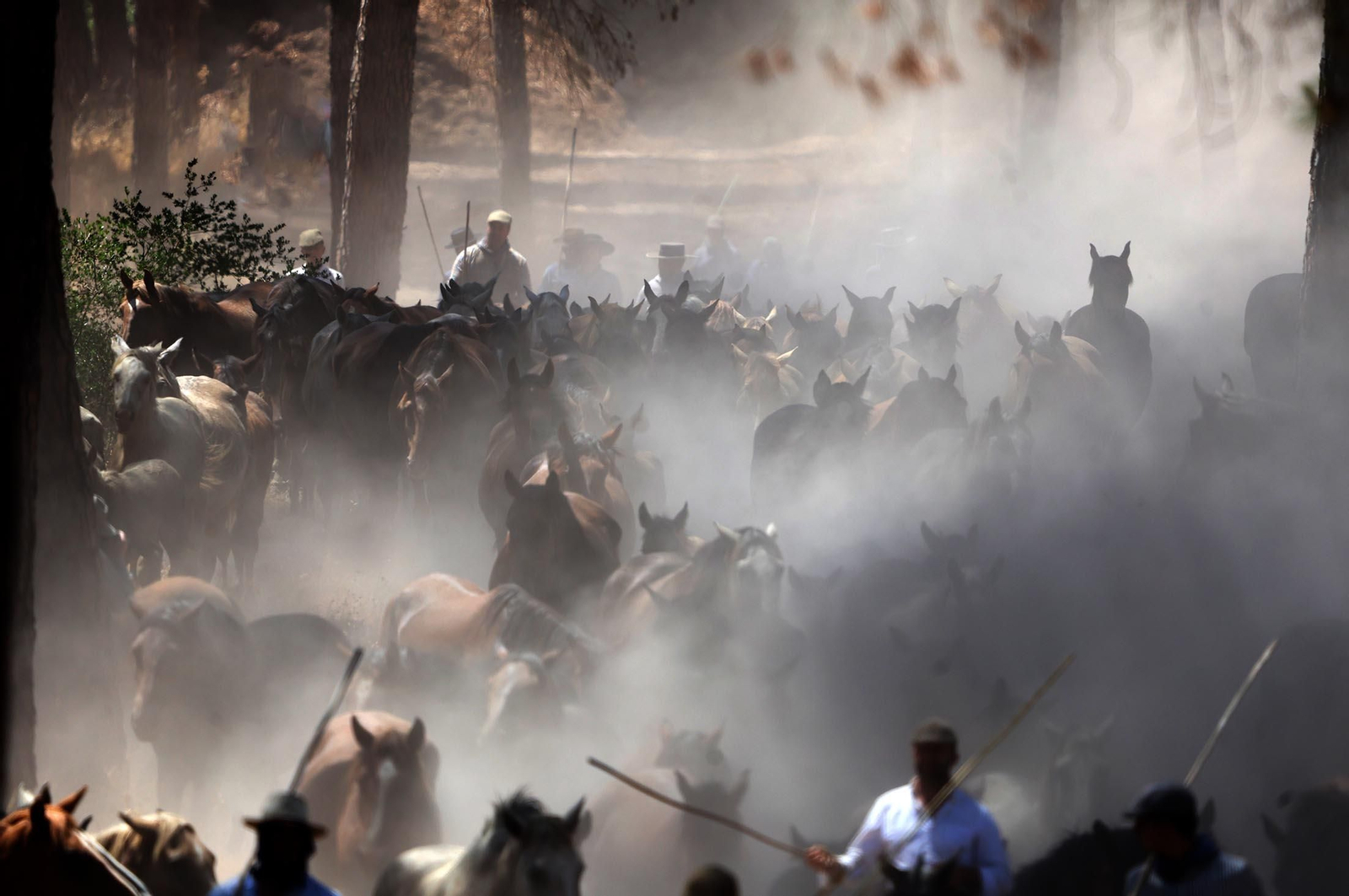 Las mejores imágenes de la Saca de las Yeguas 2025