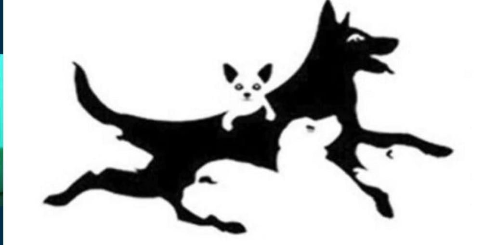 ¿Cuántos perros ves en la imagen? Tu respuesta identifica tu edad mental