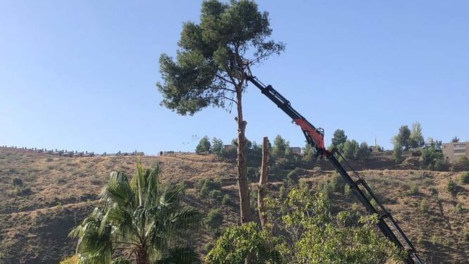 El Ayuntamiento de Granada pedirá una indemnización a la comunidad de vecinos que ha talado el árbol de la Cuesta del Pino